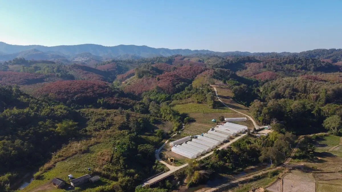 แม่จริม จากพื้นที่ที่เคยพึ่งพาการปลูกข้าวโพดเชิงเดี่ยว เผชิญปัญหาหนี้สิน ไฟป่า และทรัพยากรธรรมชาติเสื่อมโทรม วันนี้ตำบลแม่จริม อำเภอแม่จริม จังหวัดน่าน ได้กลายเป็นต้น...