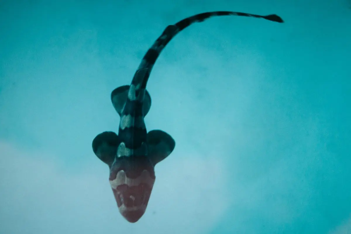 Luxury resort celebrates a major conservation milestone through its partnership with Oceans for All, helping restore Thailand’s marine biodiversity one bamboo shark at a time Khao Lak,...