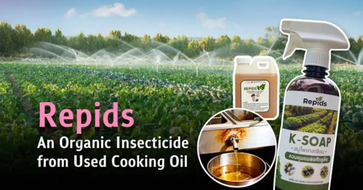 Repids, a Chulalongkorn University innovation, turns used vegetable cooking oil into a non-toxic organic insecticide, helping address pollution from grease-clogged drainage systems and improper...